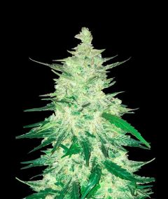 CBD Auto 1:1 (CBD Crack) Auto