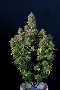 Cream Cookies Auto