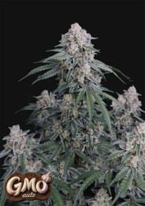 420 FastBuds Banana Purple Punch RF3  Automatic Hanfsamen