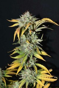 Fast Buds Grapefruit automatic Hanfsamen