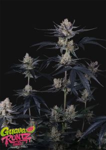 420 FastBuds Banana Purple Punch RF3  Automatic Hanfsamen