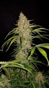 Original Jack Herer Auto