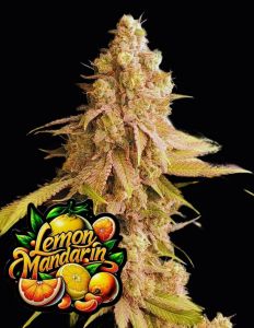 Lemon Mandarin Feminisiert