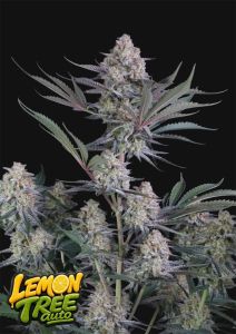 420 FastBuds Banana Purple Punch RF3  Automatic Hanfsamen