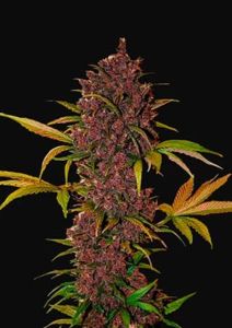 LSD-25 Auto