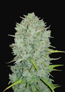 Original Northern Lights Auto