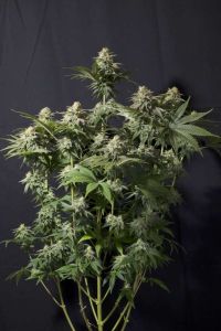 Orange Sherbet Fast Feminisiert