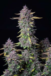 Purple Punch Auto