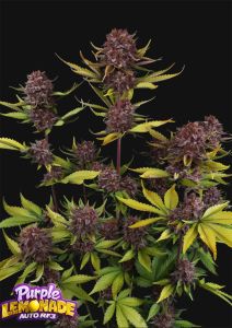 420 FastBuds Banana Purple Punch RF3  Automatic Hanfsamen