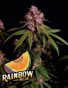 Rainbow Melon Feminisiert