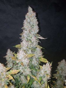 Stardawg Auto