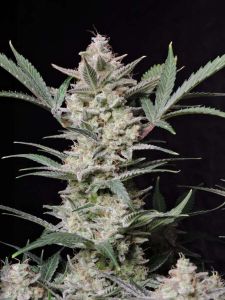 Strawberry Gorilla Auto