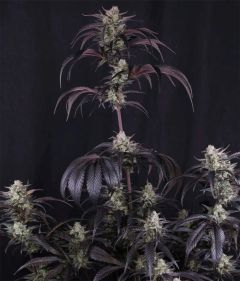 420 FastBuds Banana Purple Punch RF3  Automatic Hanfsamen