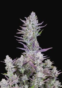 Wedding Glue Auto