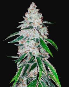 West Coast O.G. Auto