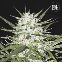 Early Top Skunk Feminisiert