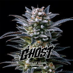 Gorilla Ghost Feminisiert