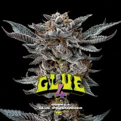 Gorilla Kingdom Glue #4 Feminisiert
