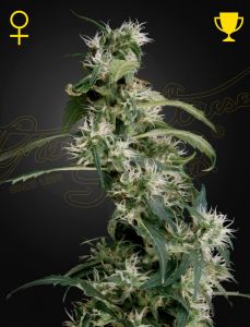 Arjan's Ultra Haze 2 Feminisiert