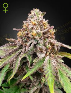 Blue Haze x Gelato 41 Automatic