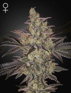 Frosted Guava Auto