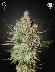 Greenhouse Seeds GH Cheese feminisierte Hanfsamen
