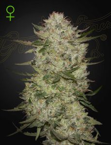 HighCloudZ Automatic