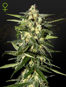 Jack Herer Automatic