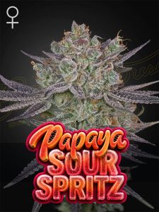 Green House Seeds Papaya Sour Spritz Feminisierte Cannabissamen
