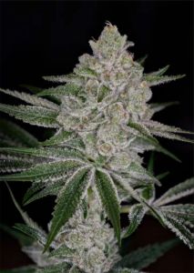 Greenhouse Seeds Shishka Lemonade Feminisierte Hanfsamen Blüte