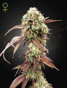 West Coast OG x Gelato 41 Automatic