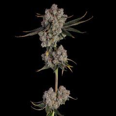 Happy Valley Genetics Candy Games #38 Feminisierte Hanfsamen Cannabisblüte