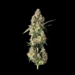 Happy Valley Genetics Lemon Smuggler Feminisierte Hanfsamen Blüte