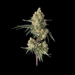 Happy Valley Genetics Sour Berry Shake Feminisierte Hanfsamen Blüte