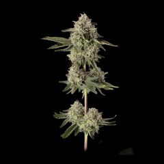 Happy Valley Genetics Super Belts Feminisierte Hanfsamen Blüte