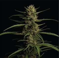 Humboldt Seed Company Caribbean Queen Feminisierte Hanfsamen Blüte