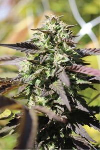 Chunkadelic Auto