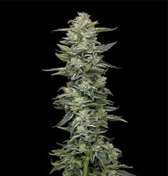 Humboldt Seeds Co Honey Bear Feminisierte Hanfsamen Cannabis Blüte