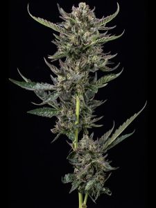 Notorious THC Feminisiert
