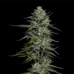 Humboldt Seeds Co Redemption Indica Feminisierte Hanfsamen Cannabis Blüte