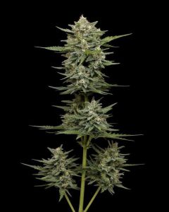 Vanilla Latte Auto