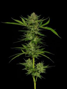Slightly Stoopid Fruits Feminisiert