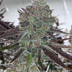 In House Genetics Bluenana Feminisierte Hanfsamen Blüte