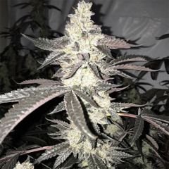 In House Genetics Dolato S1 Feminisierte Hanfsamen Blüte