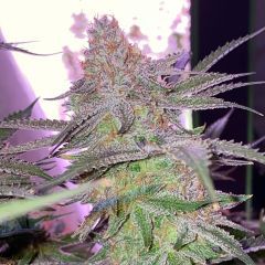 In House Genetics Frozen Gelato Feminisierte Hanfsamen Blüte