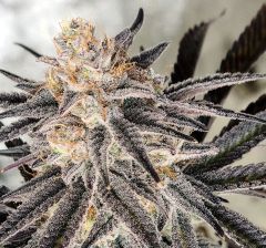 In House Genetics Platinum Gorilla Feminisierte Hanfsamen Blüte