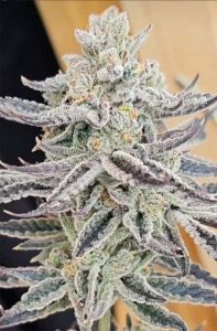 In House Genetics Platinum Zushi Feminisierte Hanfsamen Blüte