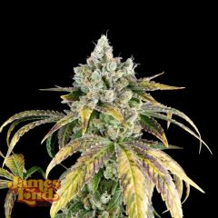 James Loud Genetics Gorilla Cookies OG Auto Hanfsamen Blüte