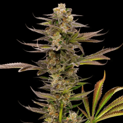 James Loud Genetics Guavalato Auto Hanfsamen Blüte