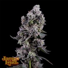 James Loud Genetics Havana Bandana Regulär Hanfsamen Blüte